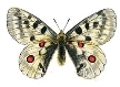 Аполлон (комаха) — Вікіпедія